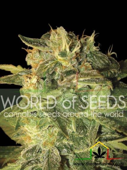 Sugar Mango Ryder - Word Of Seeds